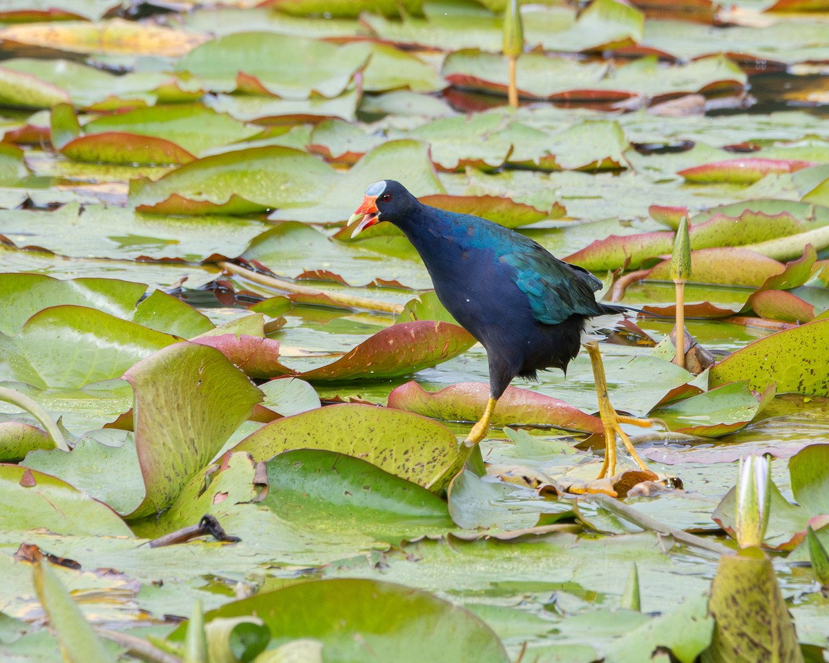 Purple Gallinule - ML642704359