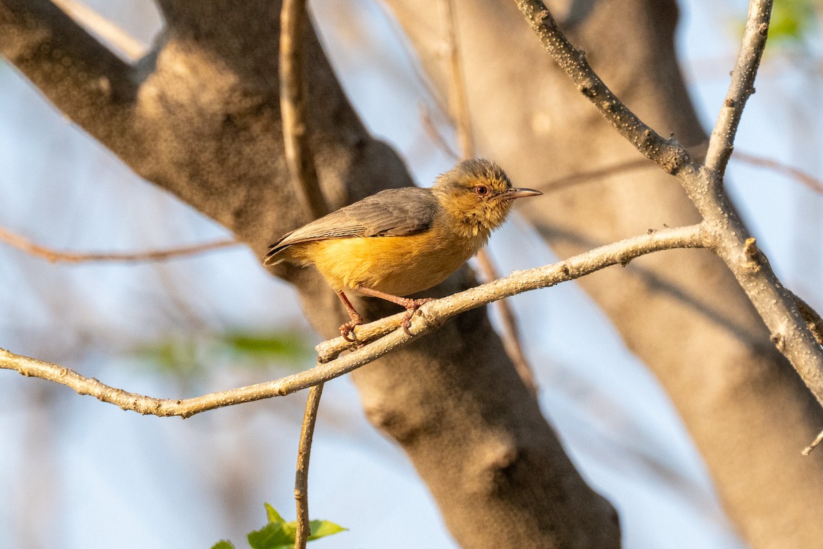 Long-billed Crombec - ML642704363