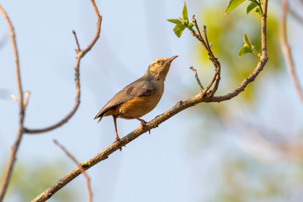 Long-billed Crombec - ML642704364