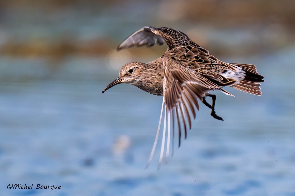 White-rumped Sandpiper - ML642704378