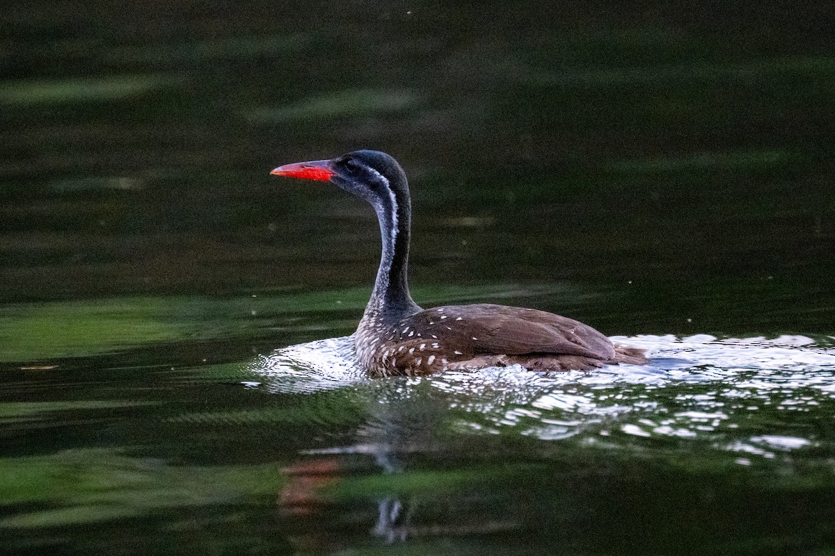 African Finfoot - ML642704412