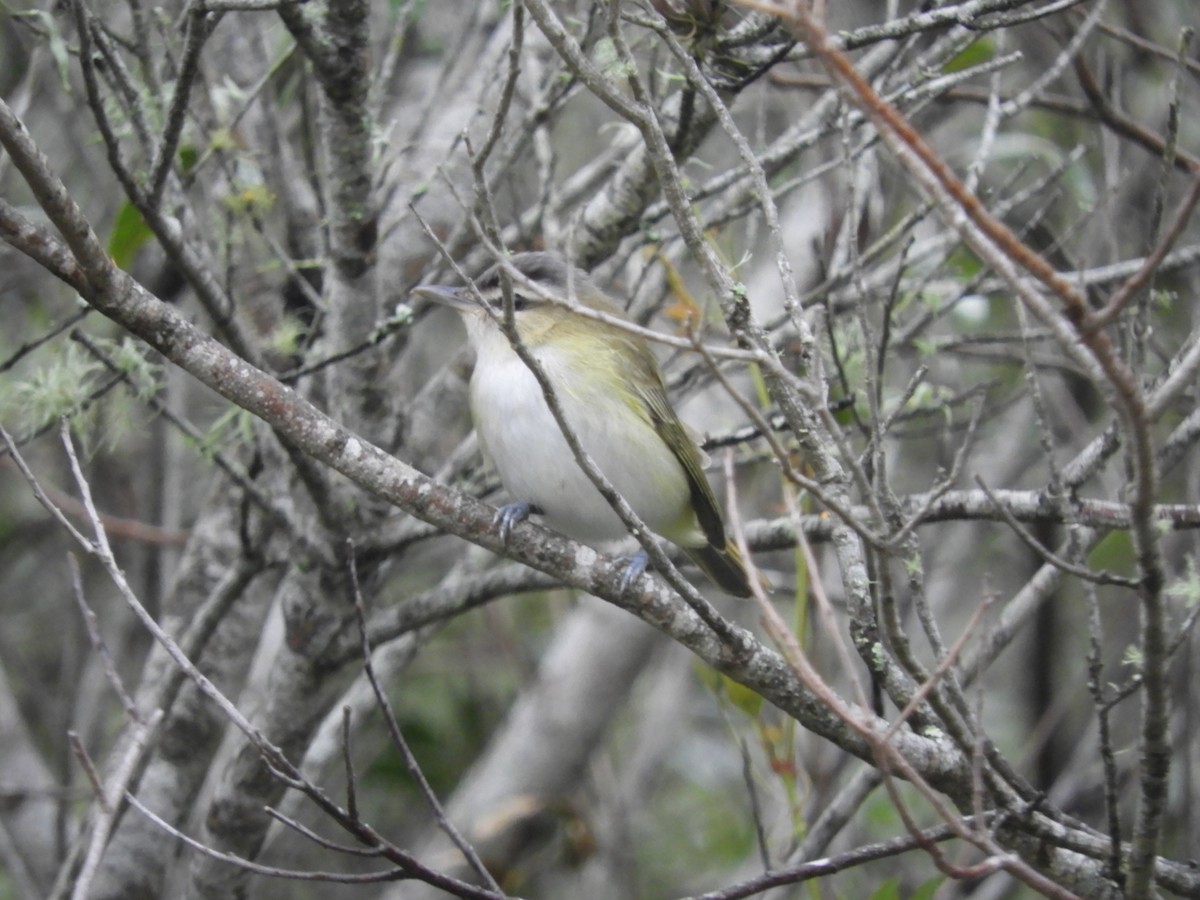 Chivi Vireo - ML642704413