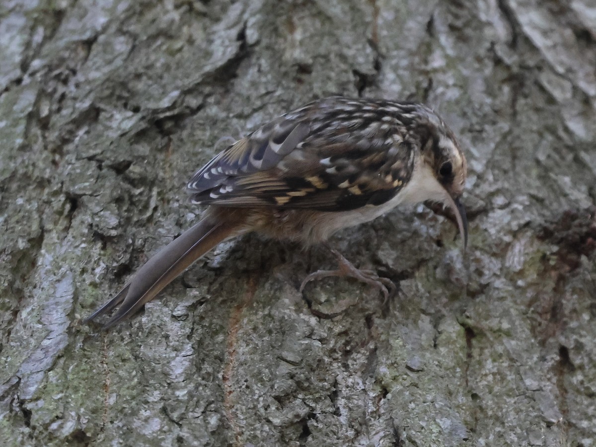 Short-toed Treecreeper - ML642704415