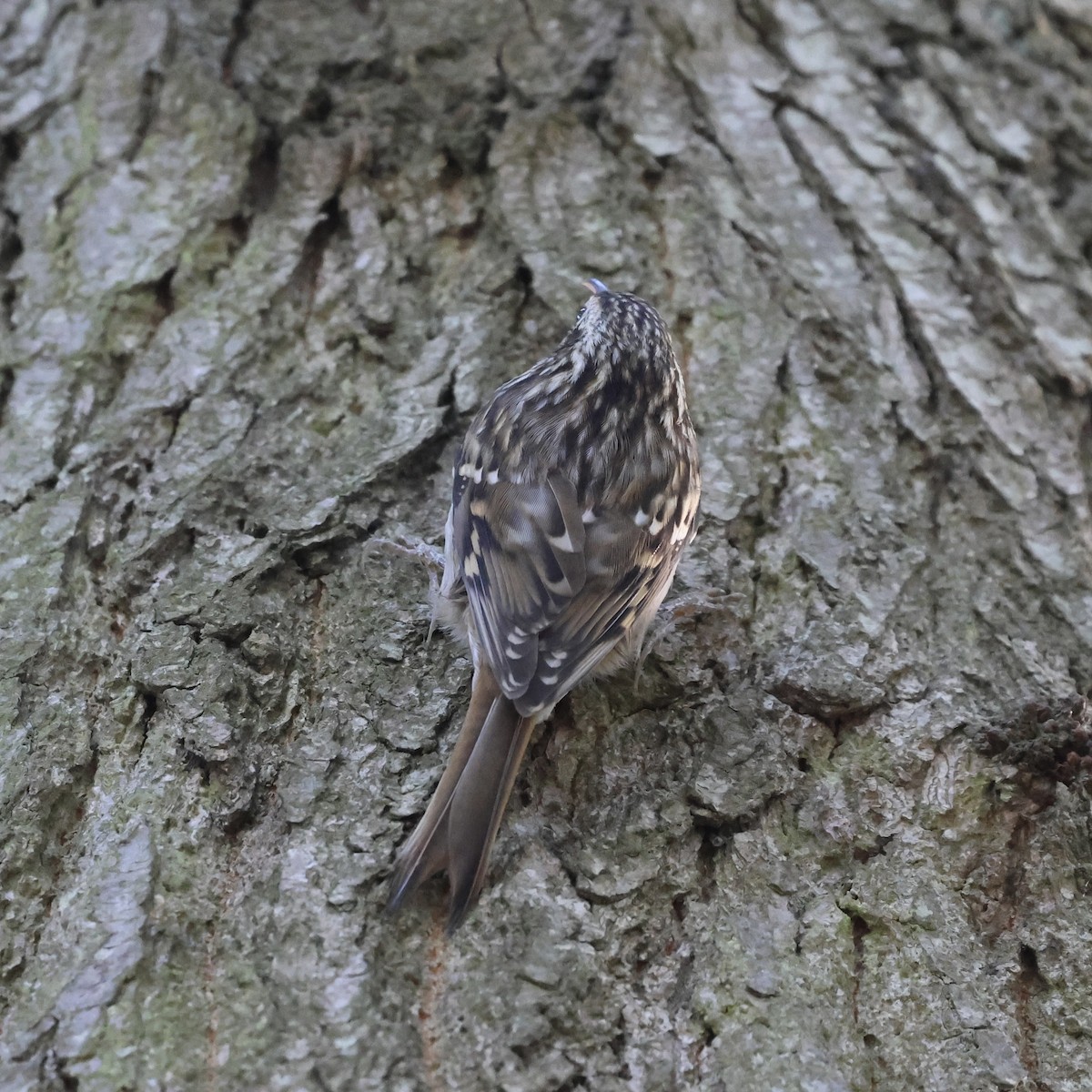 Short-toed Treecreeper - ML642704416