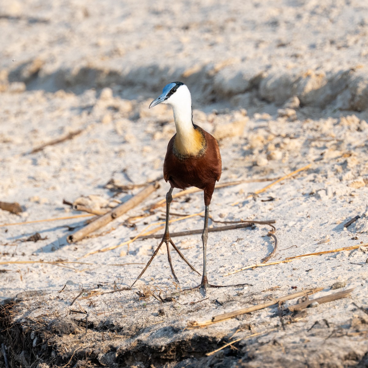 African Jacana - ML642704423