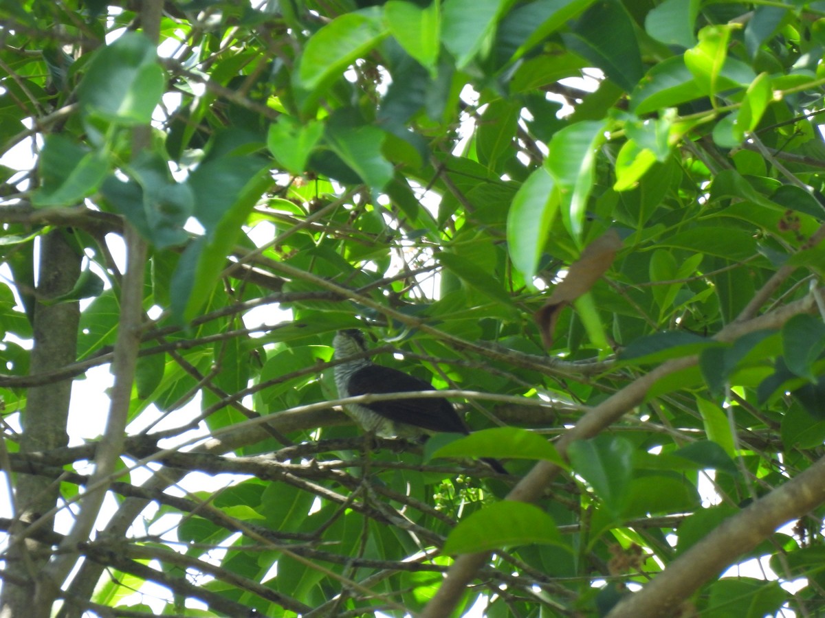 Banded Bay Cuckoo - ML642704456