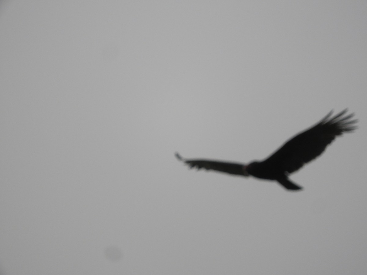 Turkey Vulture - ML642704459