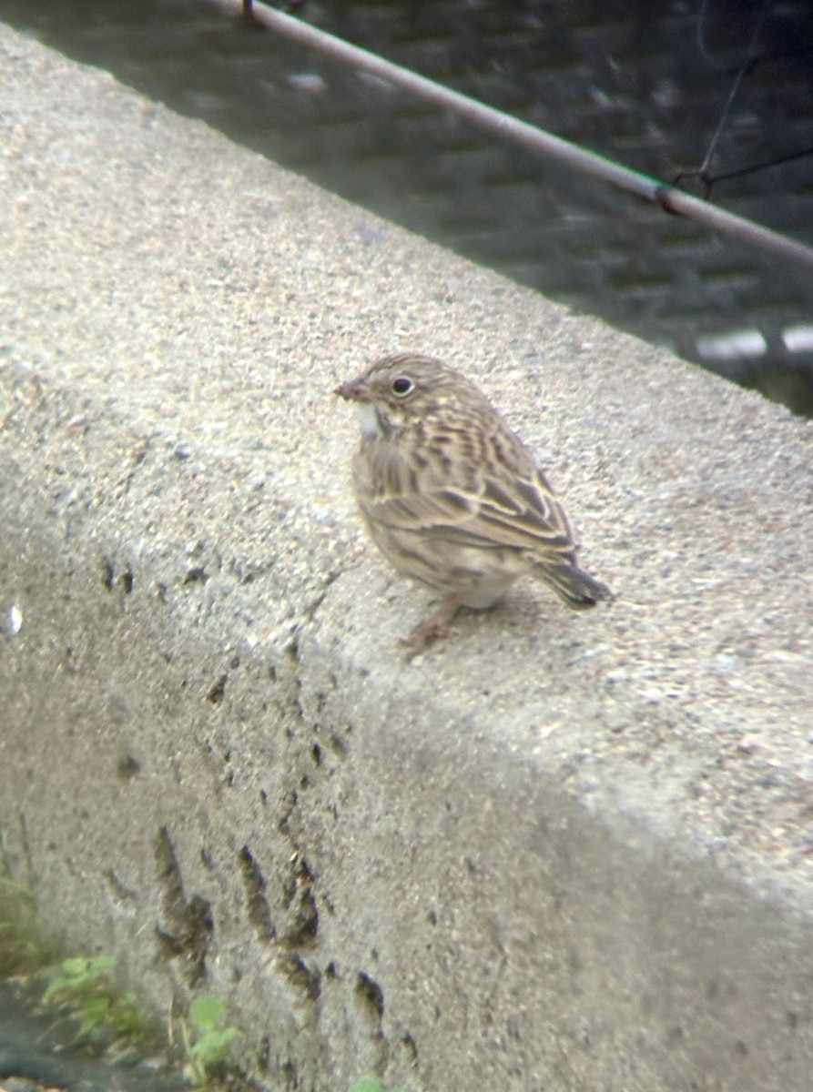 Vesper Sparrow - ML642704461