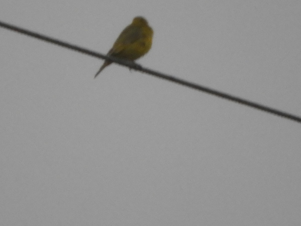 Saffron Finch - ML642704463