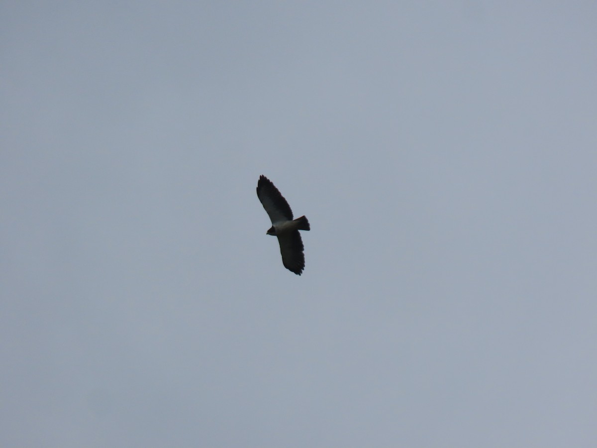 Short-tailed Hawk - ML642704464