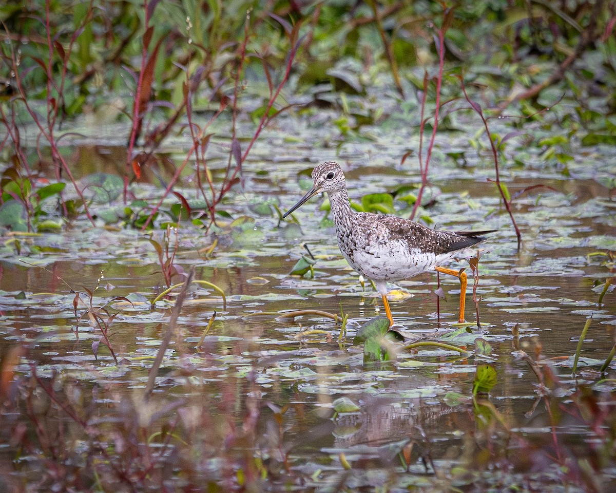 Greater Yellowlegs - ML642704467