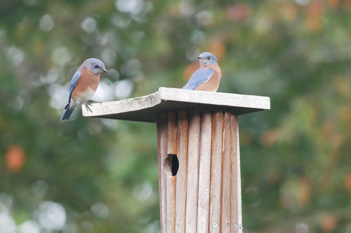 Eastern Bluebird - ML642704468