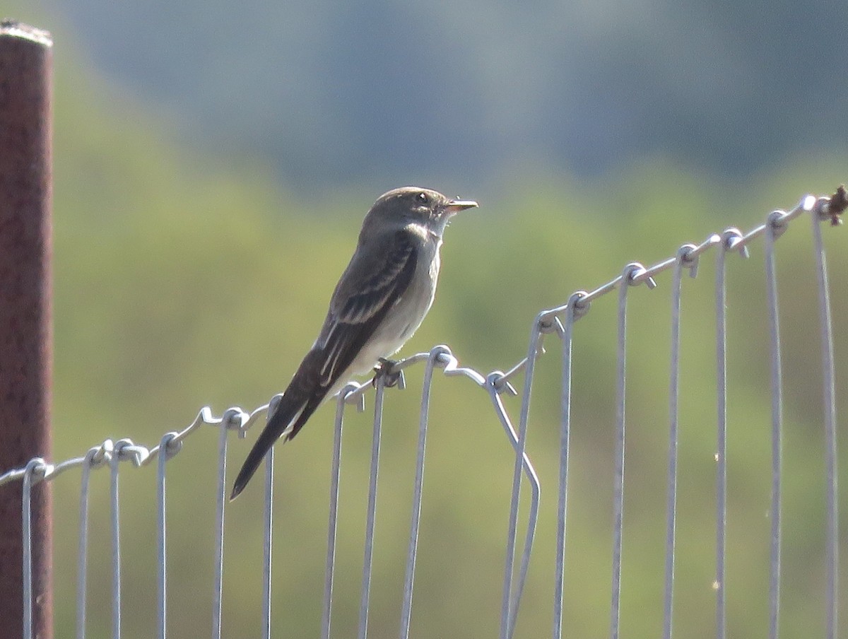 Western Wood-Pewee - ML642704469