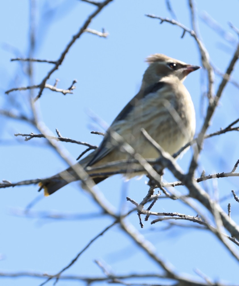 Cedar Waxwing - ML642704470