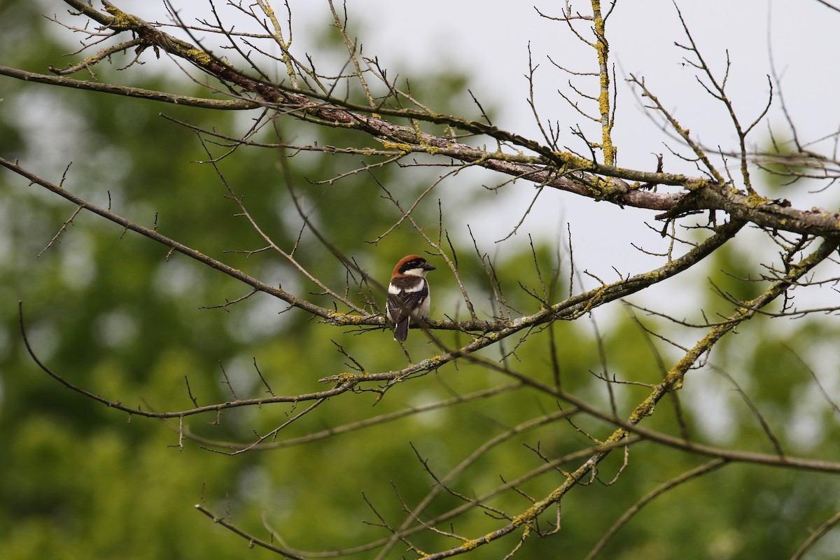 Woodchat Shrike - ML642704475