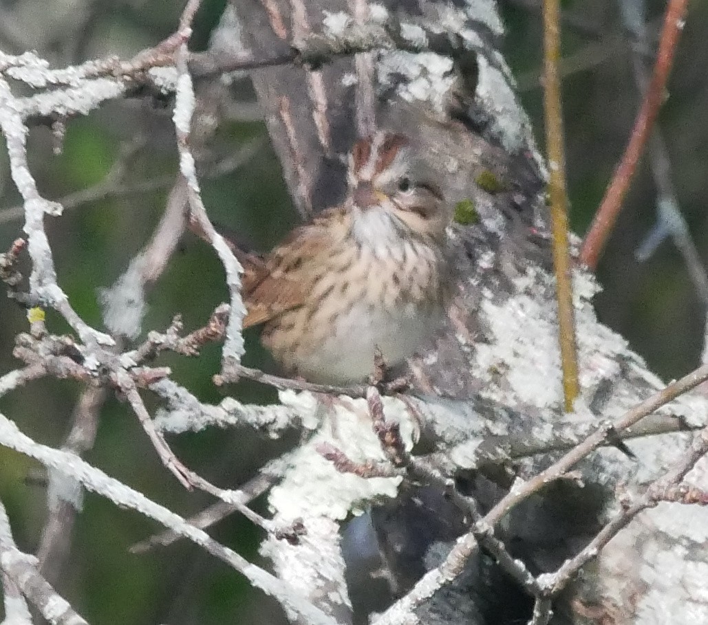 Lincoln's Sparrow - ML642704476