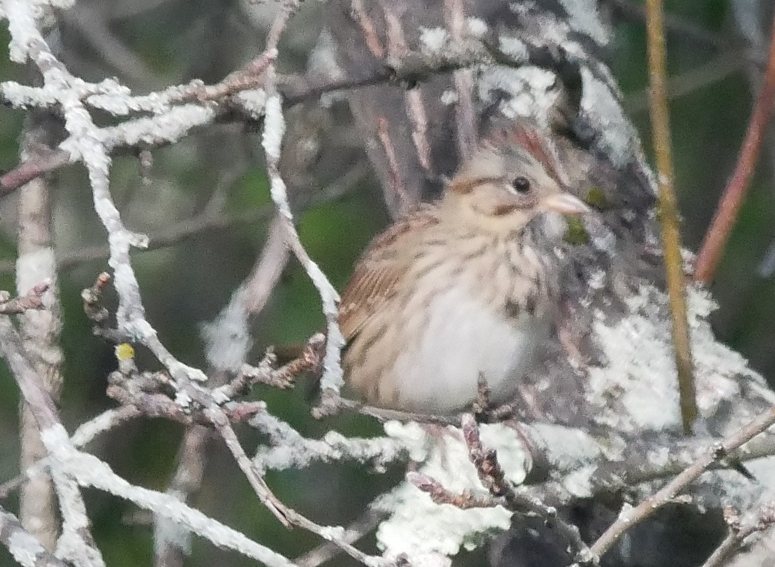 Lincoln's Sparrow - ML642704477