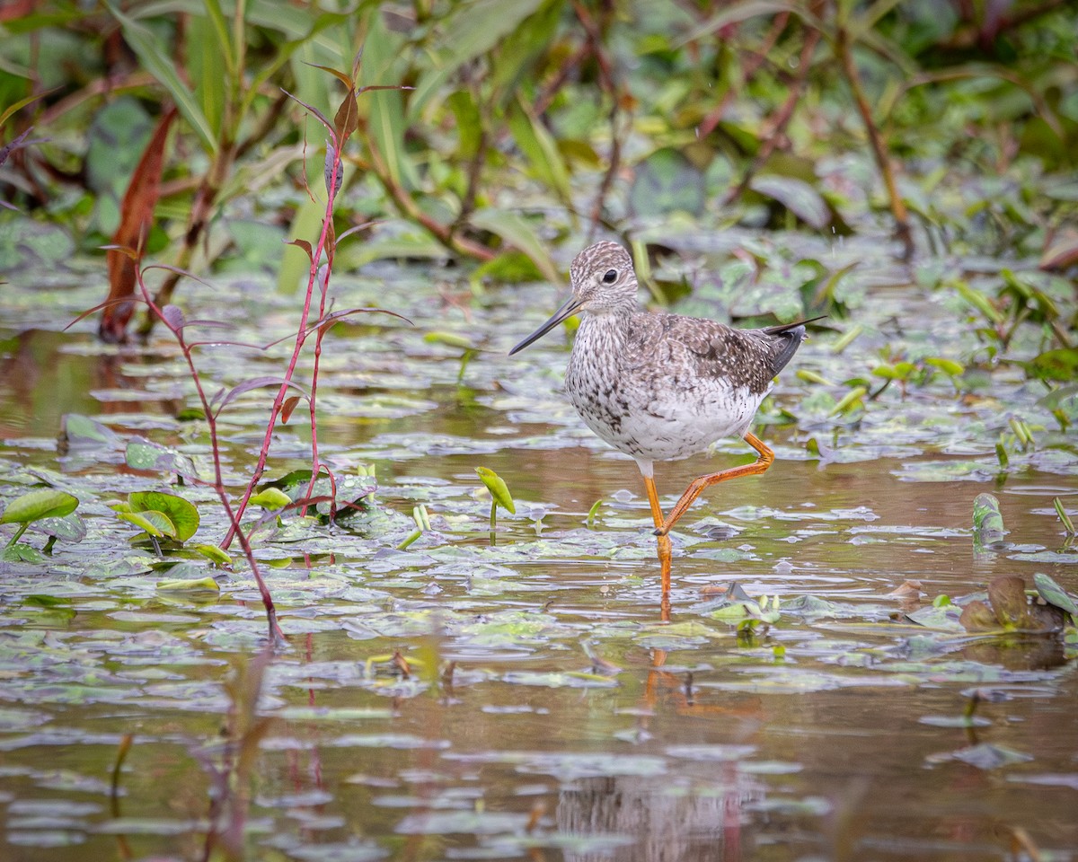 Greater Yellowlegs - ML642704478