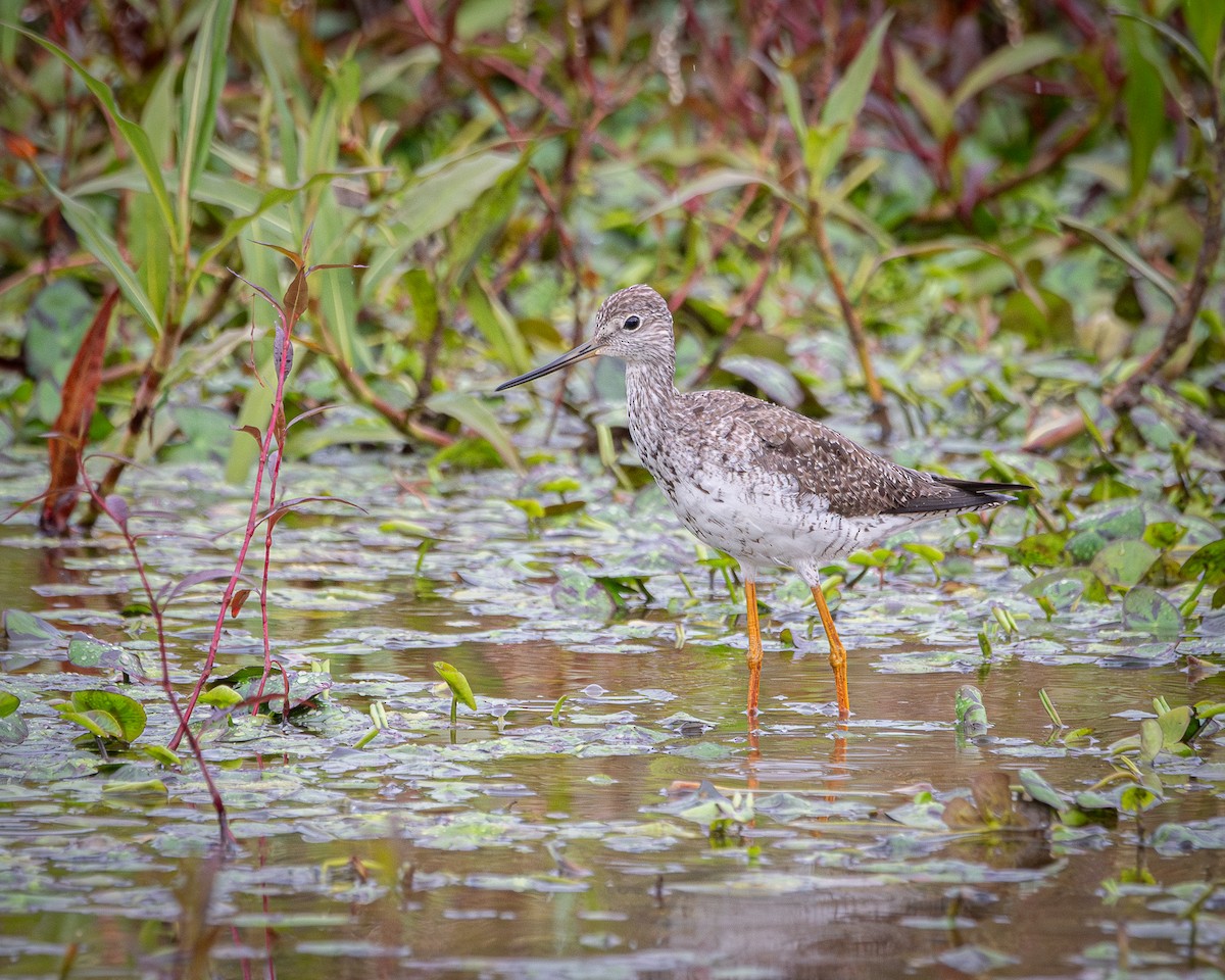 Greater Yellowlegs - ML642704479