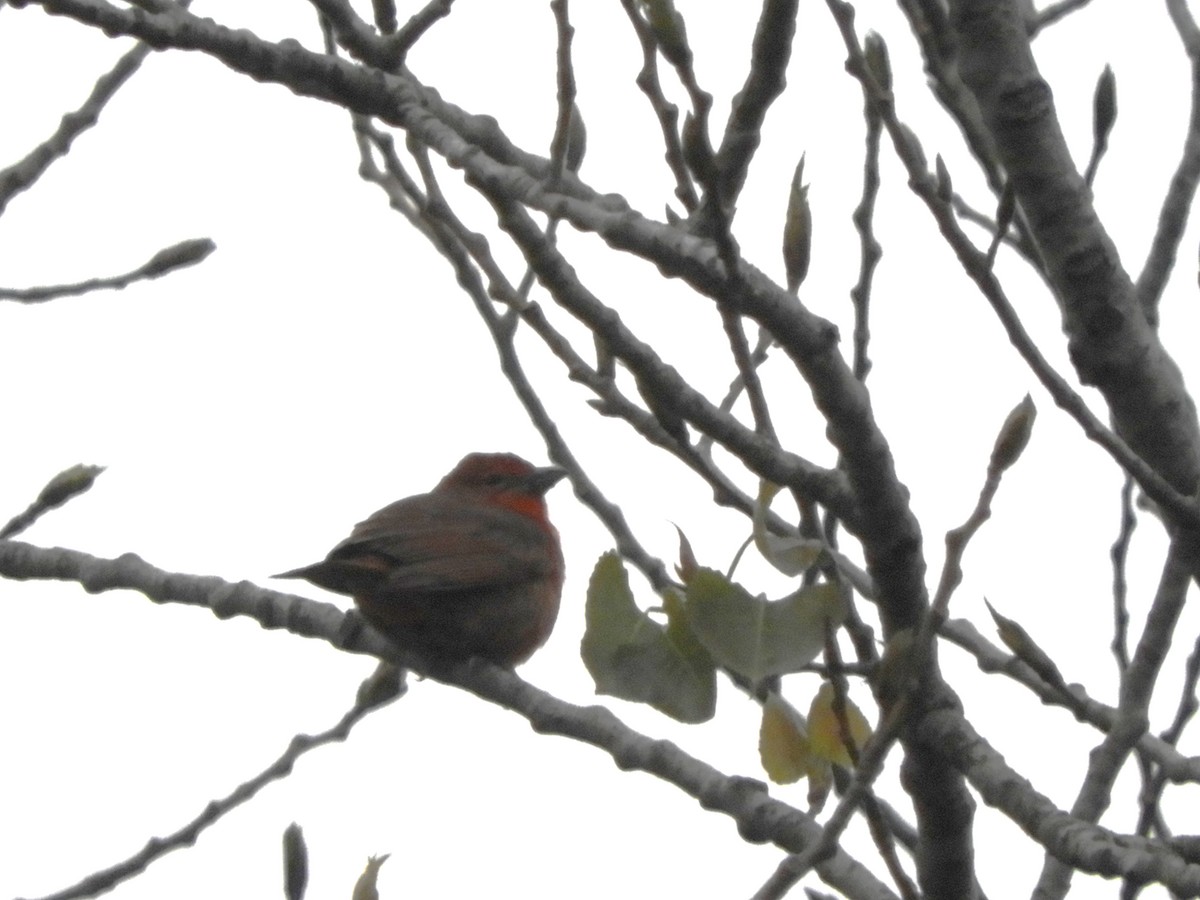 Hepatic Tanager - ML642704483