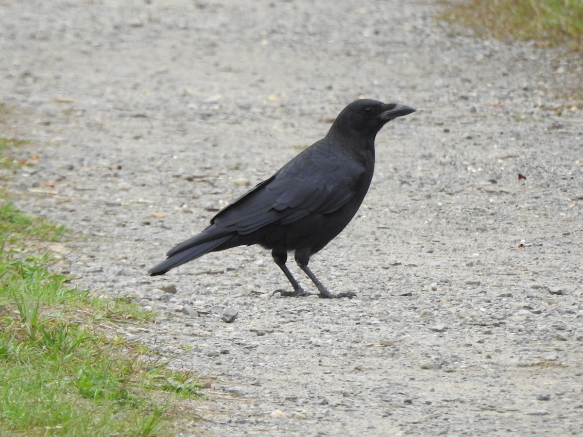 American Crow - ML642704484