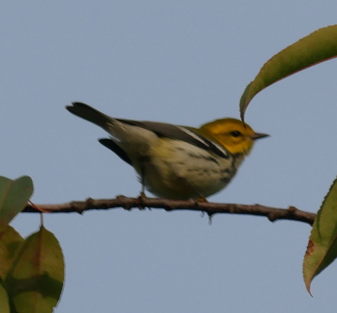 Black-throated Green Warbler - ML642704485