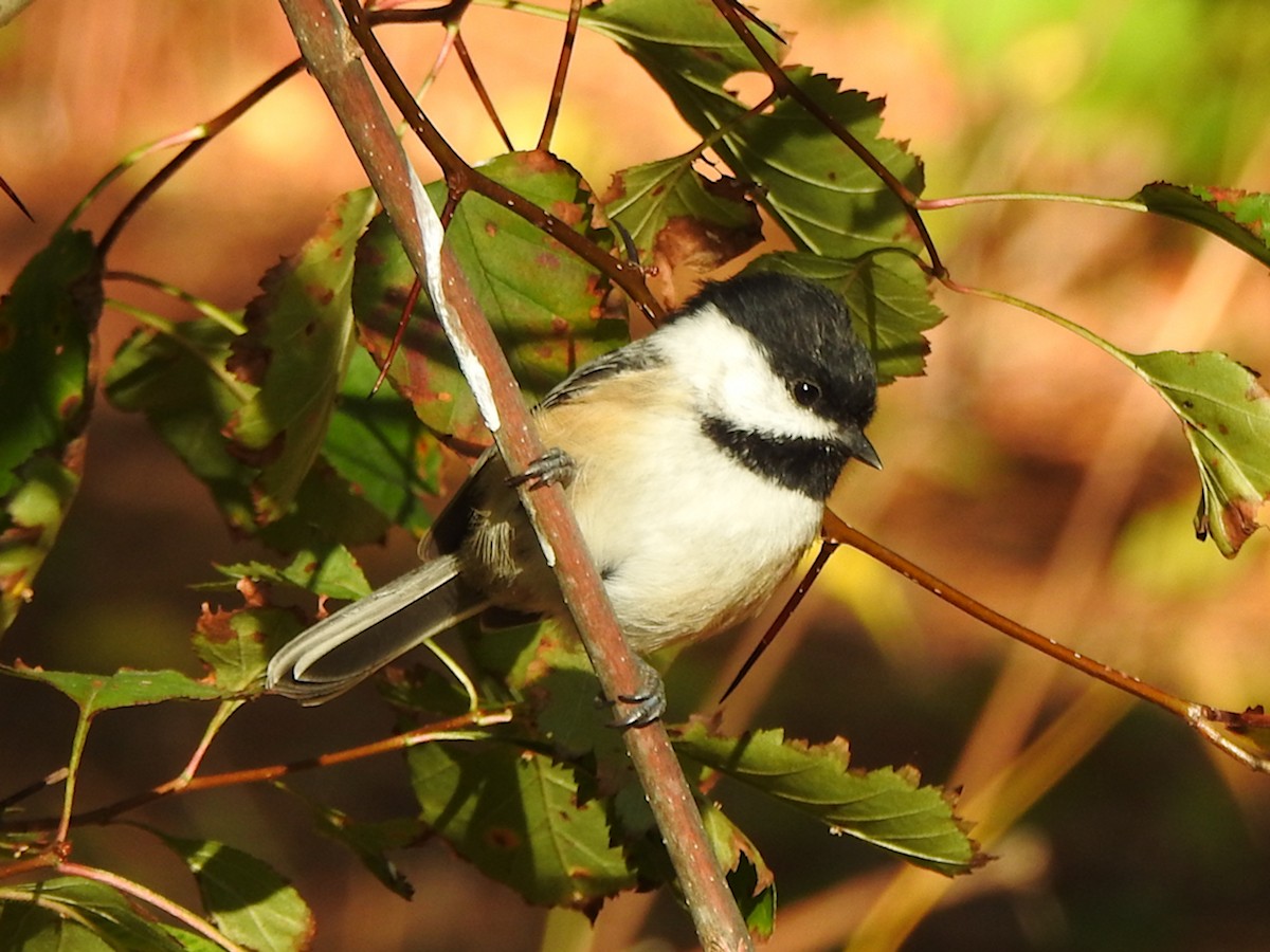 Black-capped Chickadee - ML642704486