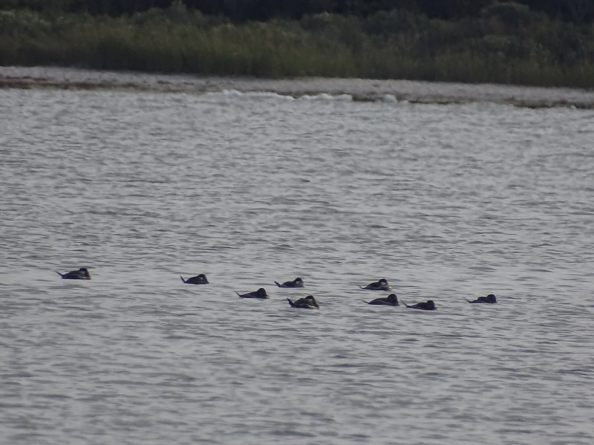 Ruddy Duck - ML642704488