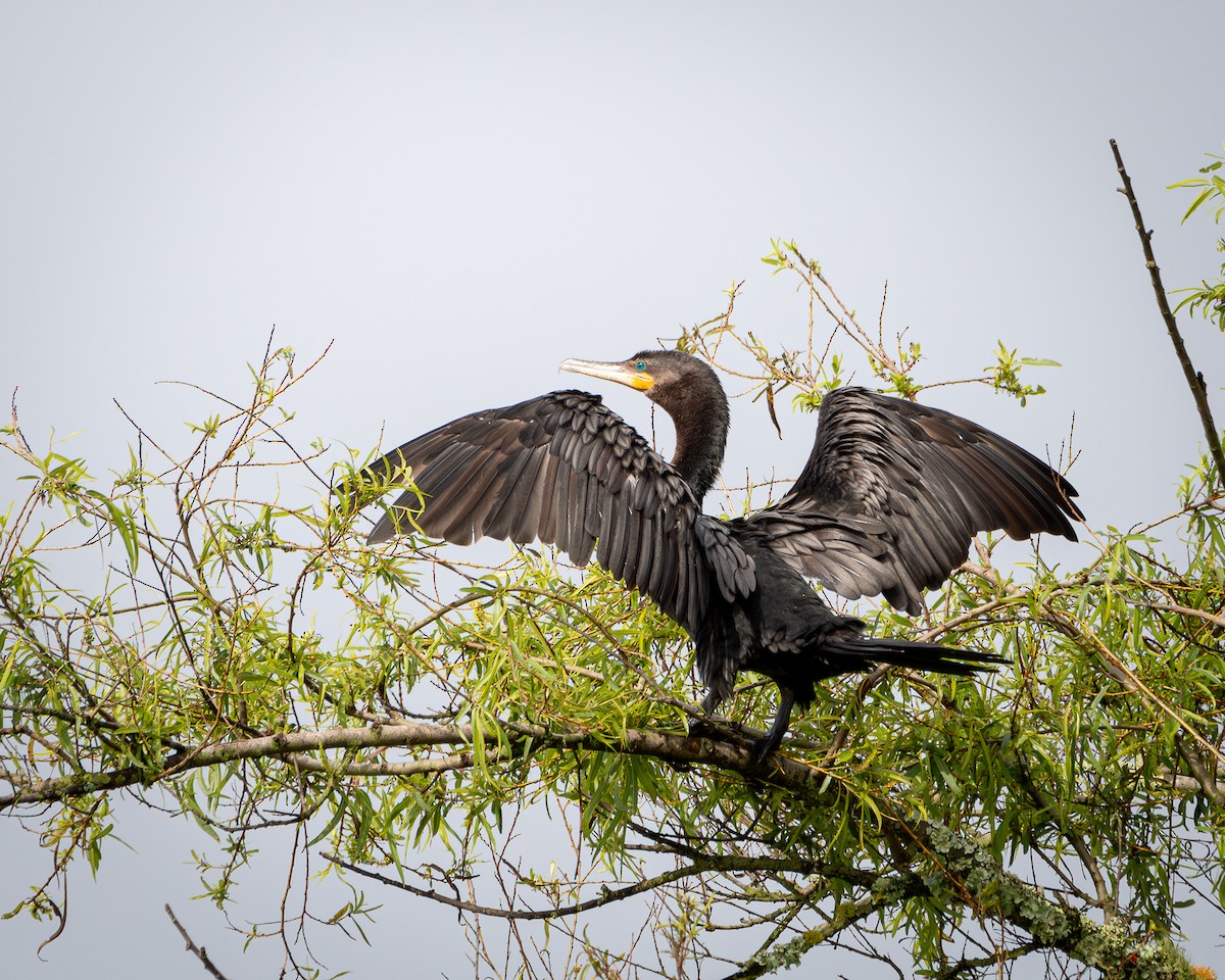Neotropic Cormorant - ML642704492