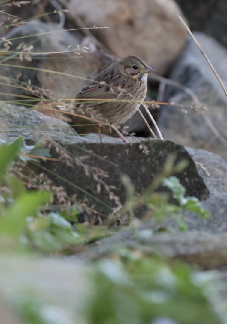 Lincoln's Sparrow - ML642704494