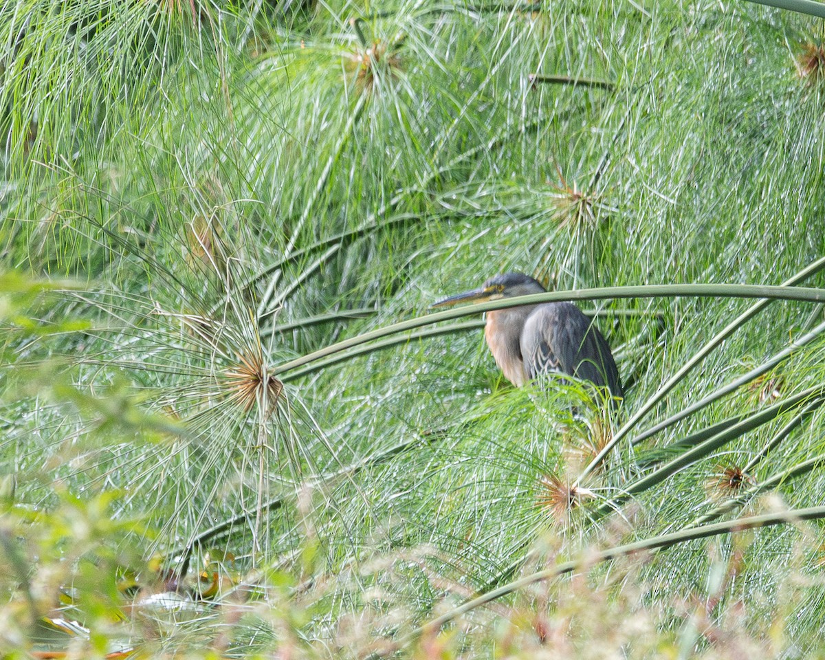 Striated Heron - ML642704498