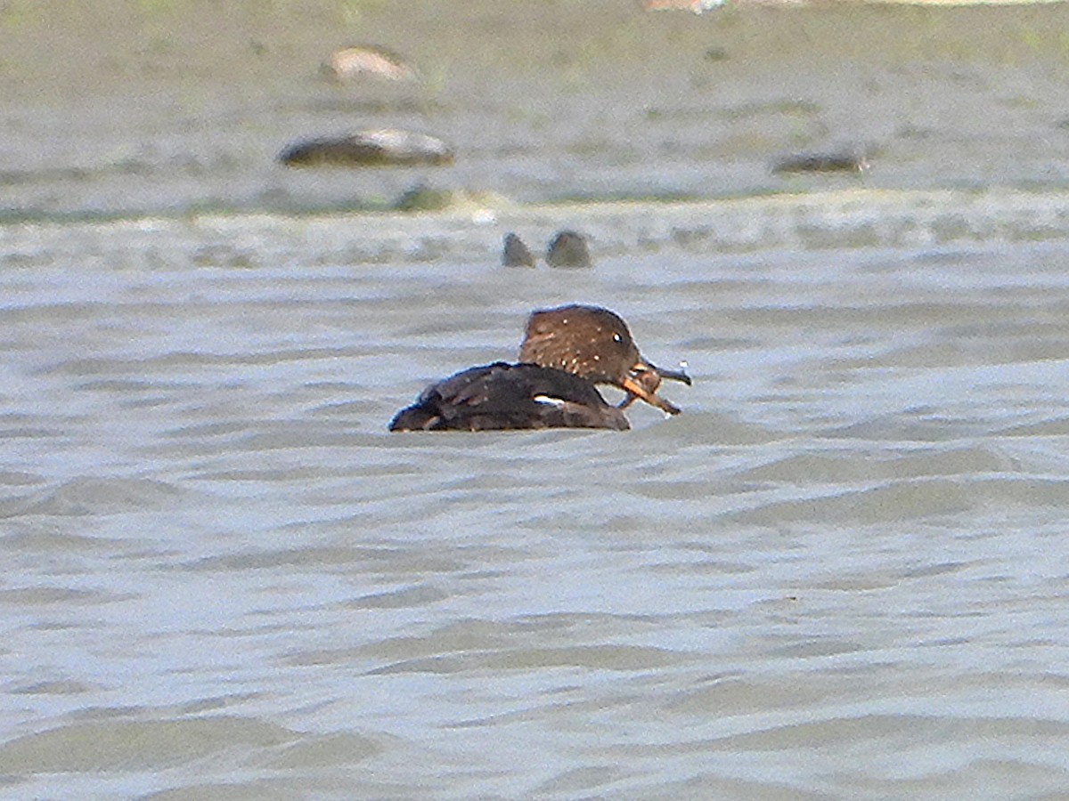 Common Merganser - ML642704505