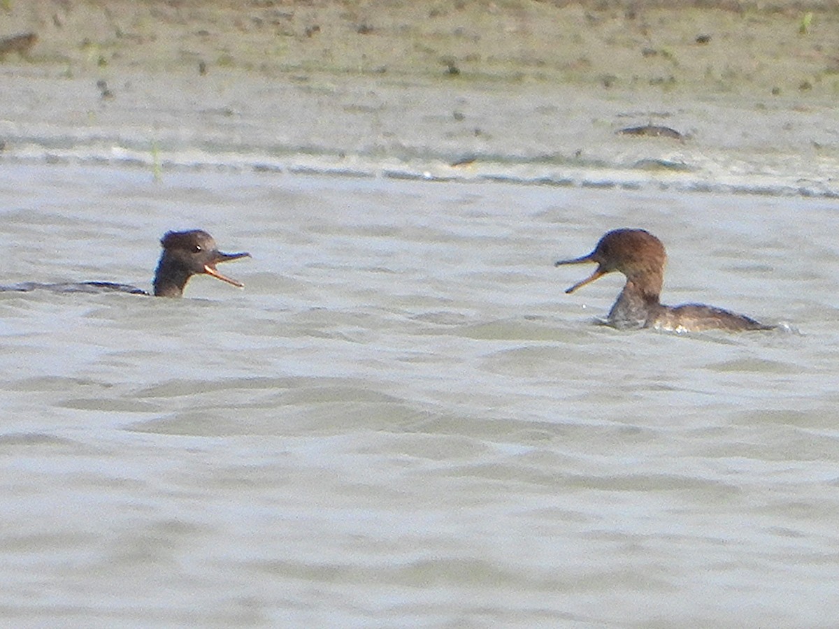 Hooded Merganser - ML642704506