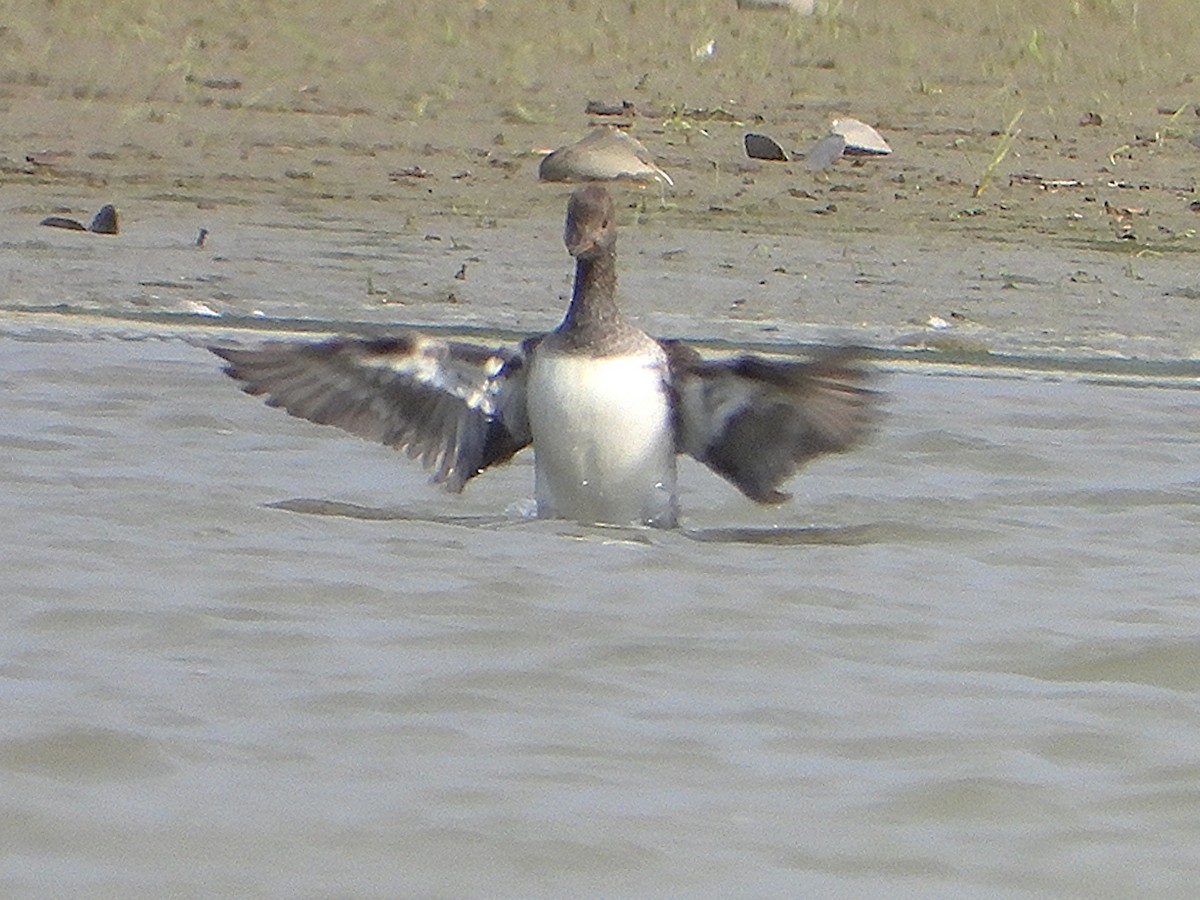 Hooded Merganser - ML642704507