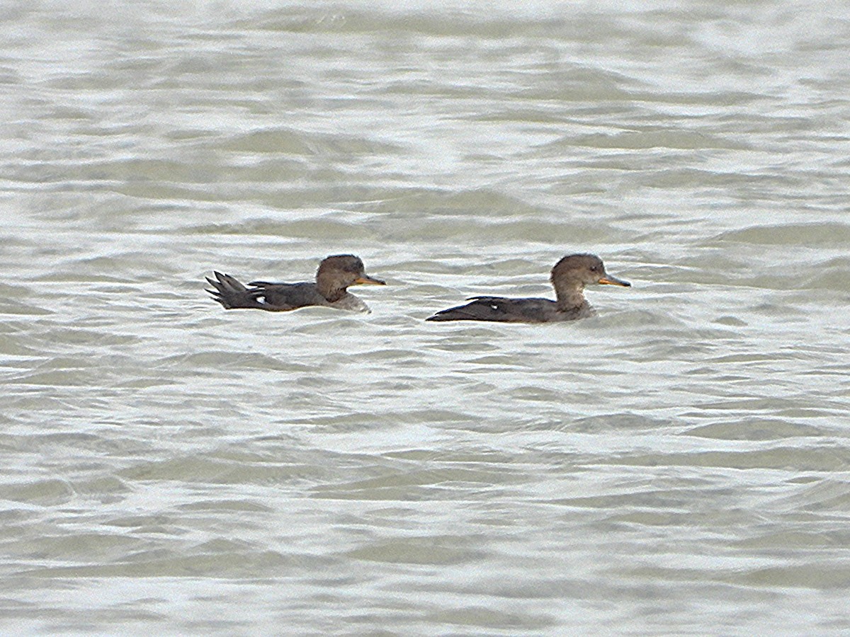 Hooded Merganser - ML642704508