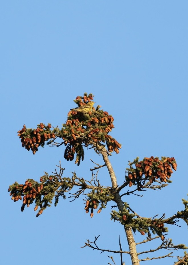 Cape May Warbler - ML642704512