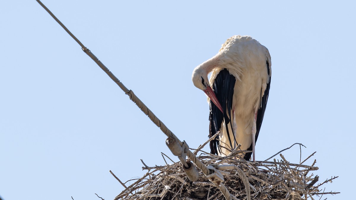 stork - ML642704515
