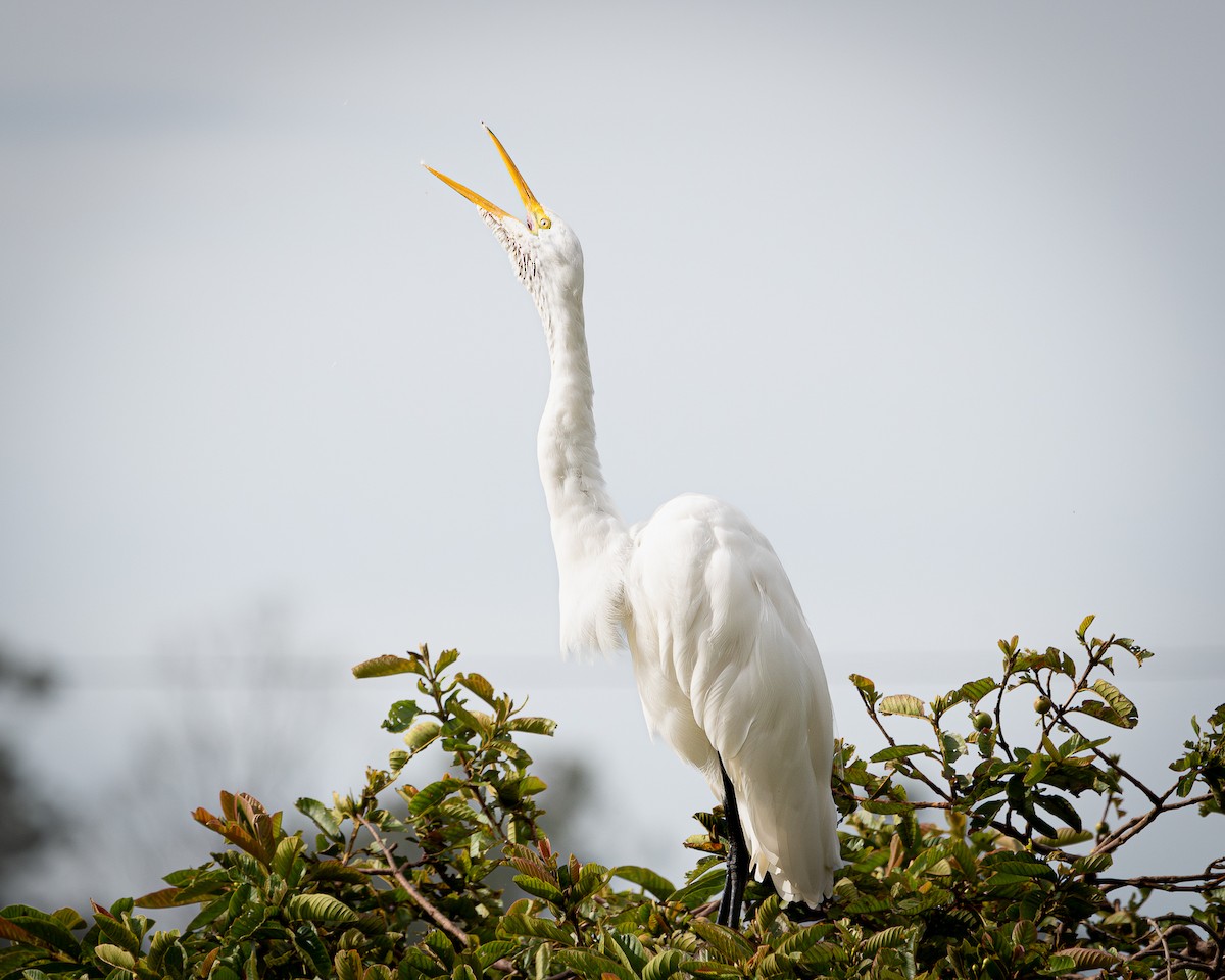 egretthegre - ML642704516