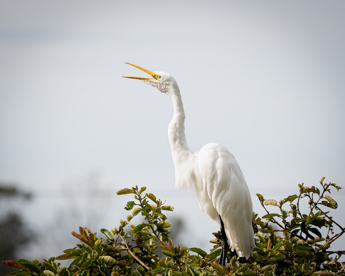 egretthegre - ML642704517