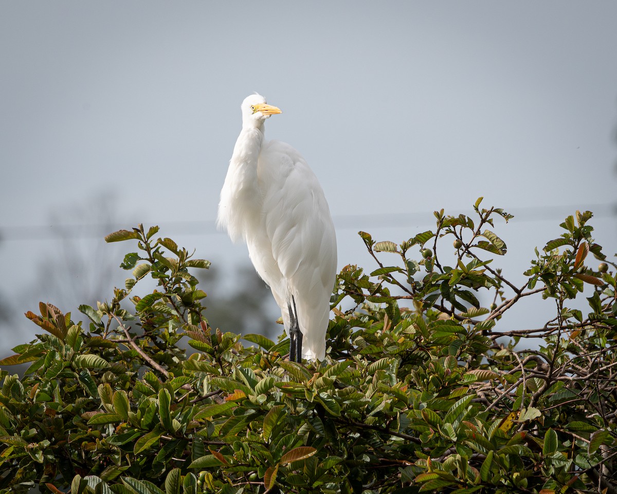 egretthegre - ML642704518