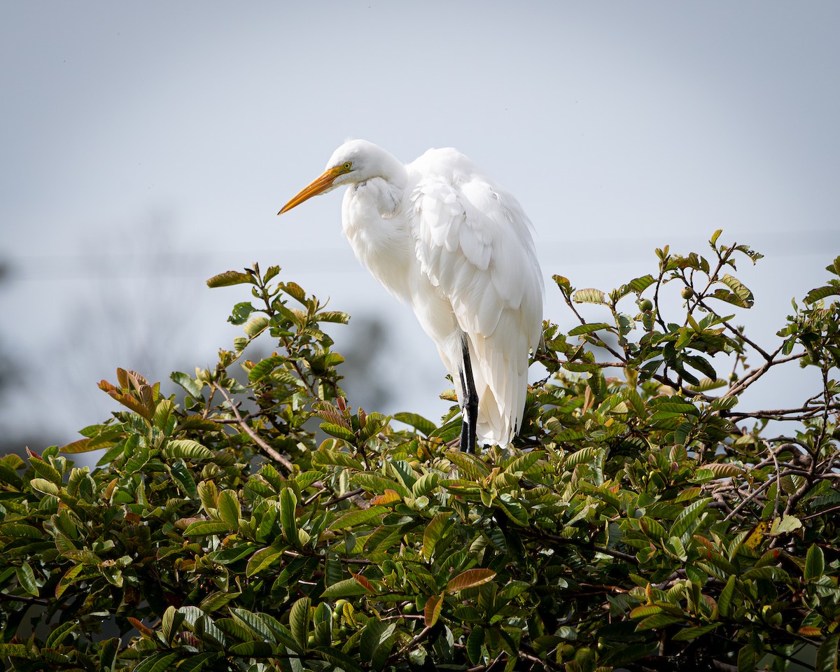 egretthegre - ML642704520