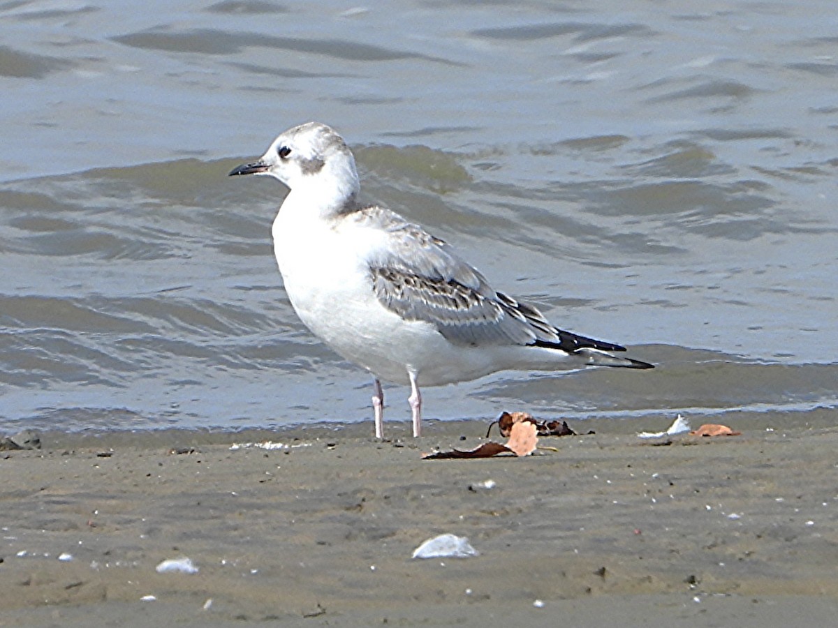 kanadahettemåke - ML642704526