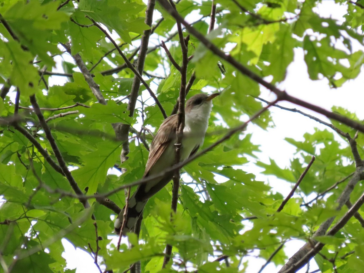 Yellow-billed Cuckoo - ML642704537