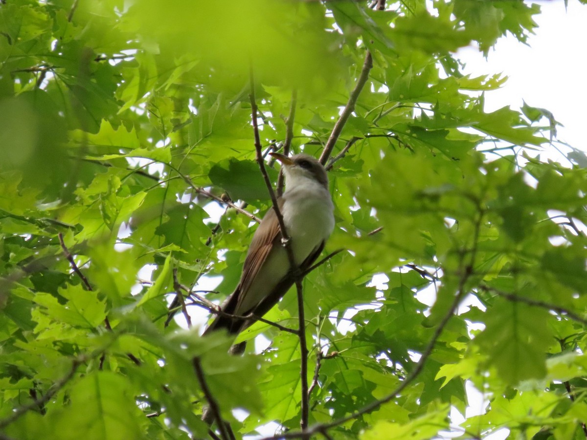 Yellow-billed Cuckoo - ML642704538