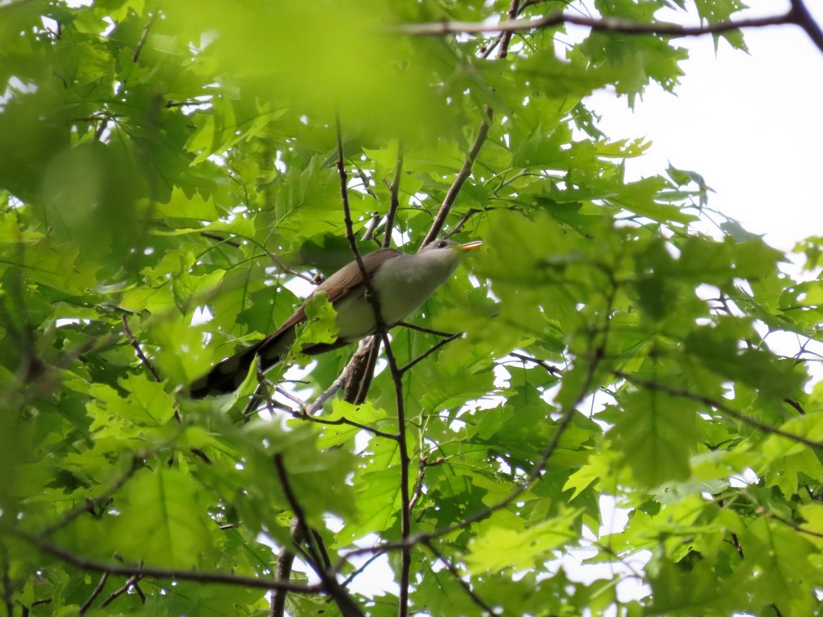 Yellow-billed Cuckoo - ML642704539