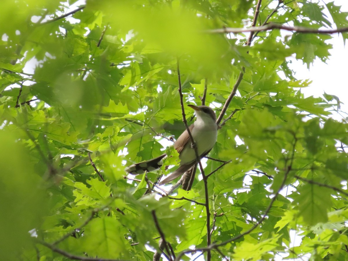 Yellow-billed Cuckoo - ML642704540