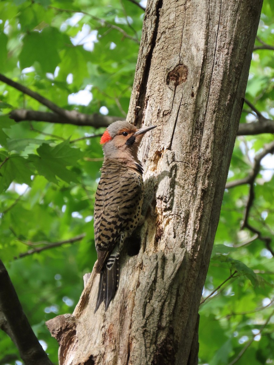 Northern Flicker - ML642704543