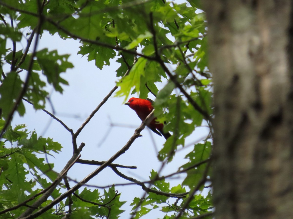 Scarlet Tanager - ML642704548