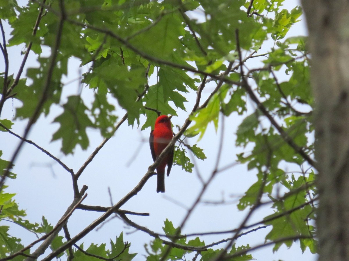 Scarlet Tanager - ML642704549
