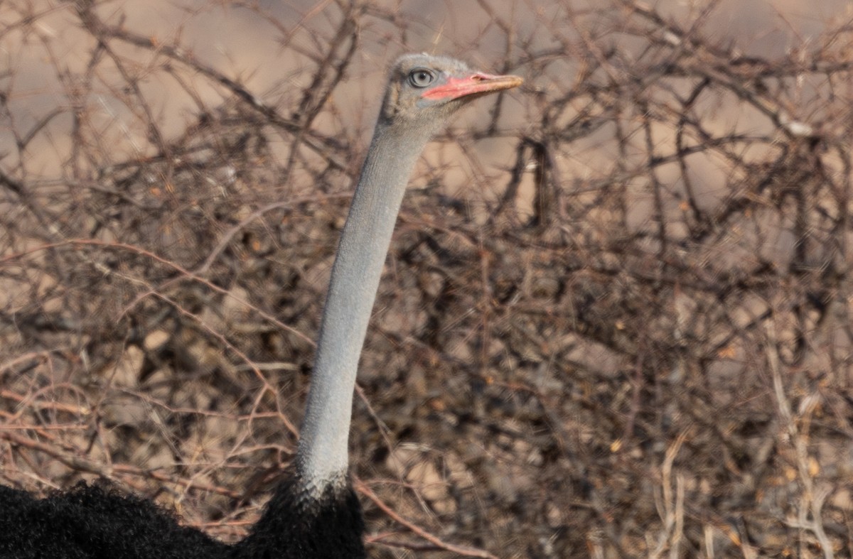 Somali Ostrich - ML642704556